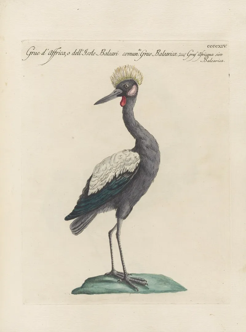 Ornithologia Methodice Digesta Pl 396 Wall Art by Saverio Manetti - High-Resolution Digital Print