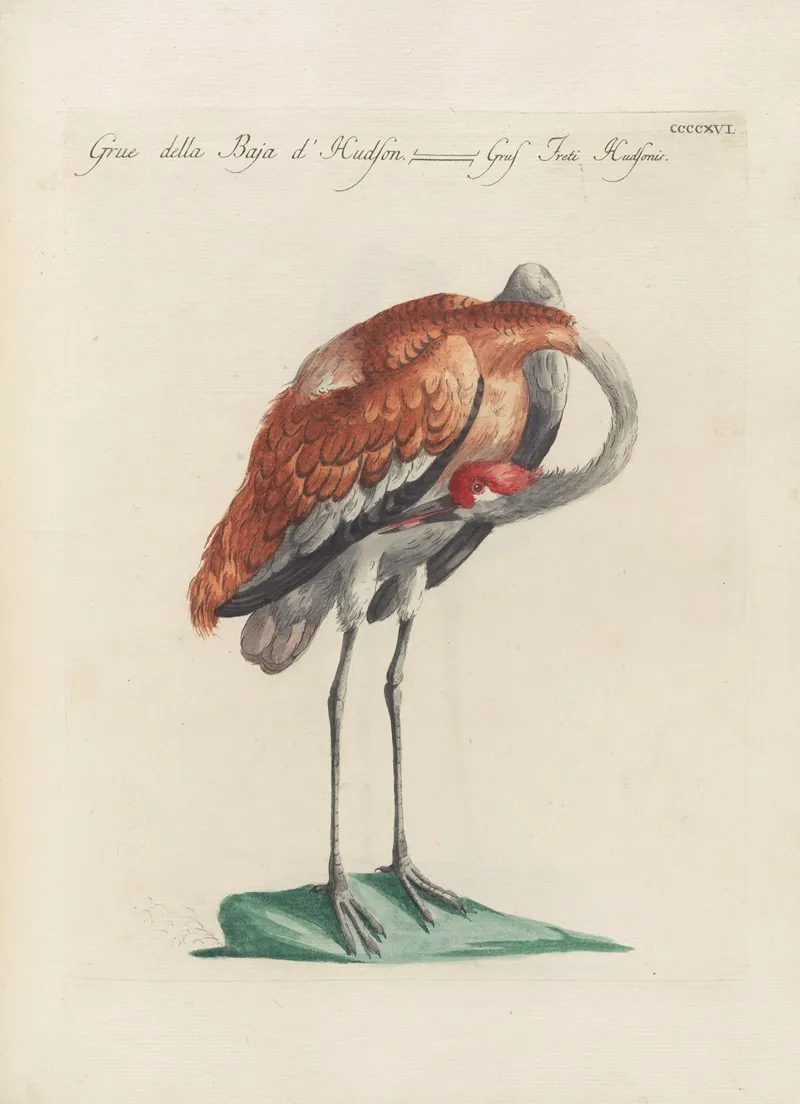 Ornithologia Methodice Digesta Pl 398 Wall Art by Saverio Manetti - High-Resolution Digital Print