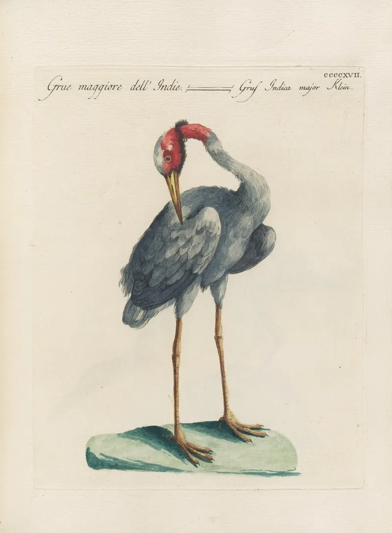 Ornithologia Methodice Digesta Pl 399 Wall Art by Saverio Manetti - High-Resolution Digital Print