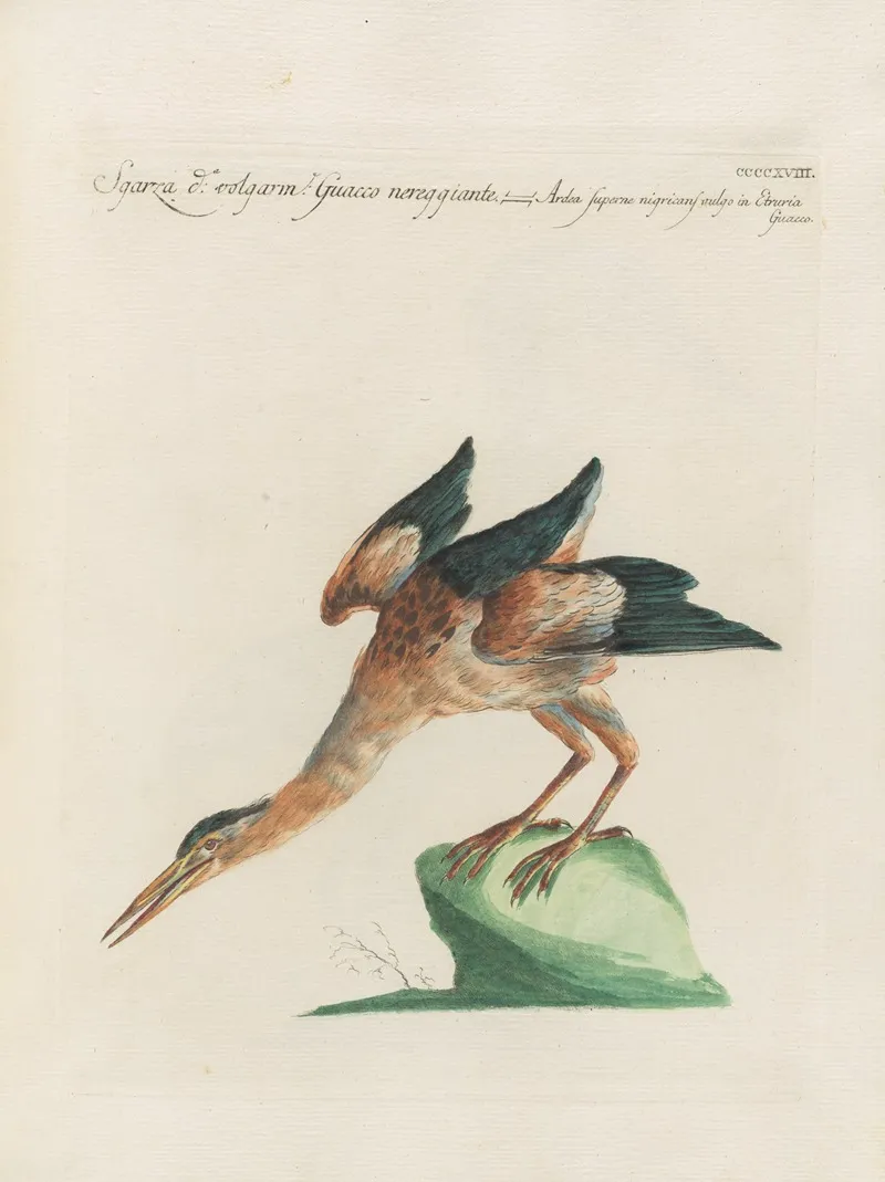 Ornithologia Methodice Digesta Pl 400 Wall Art by Saverio Manetti - High-Resolution Digital Print