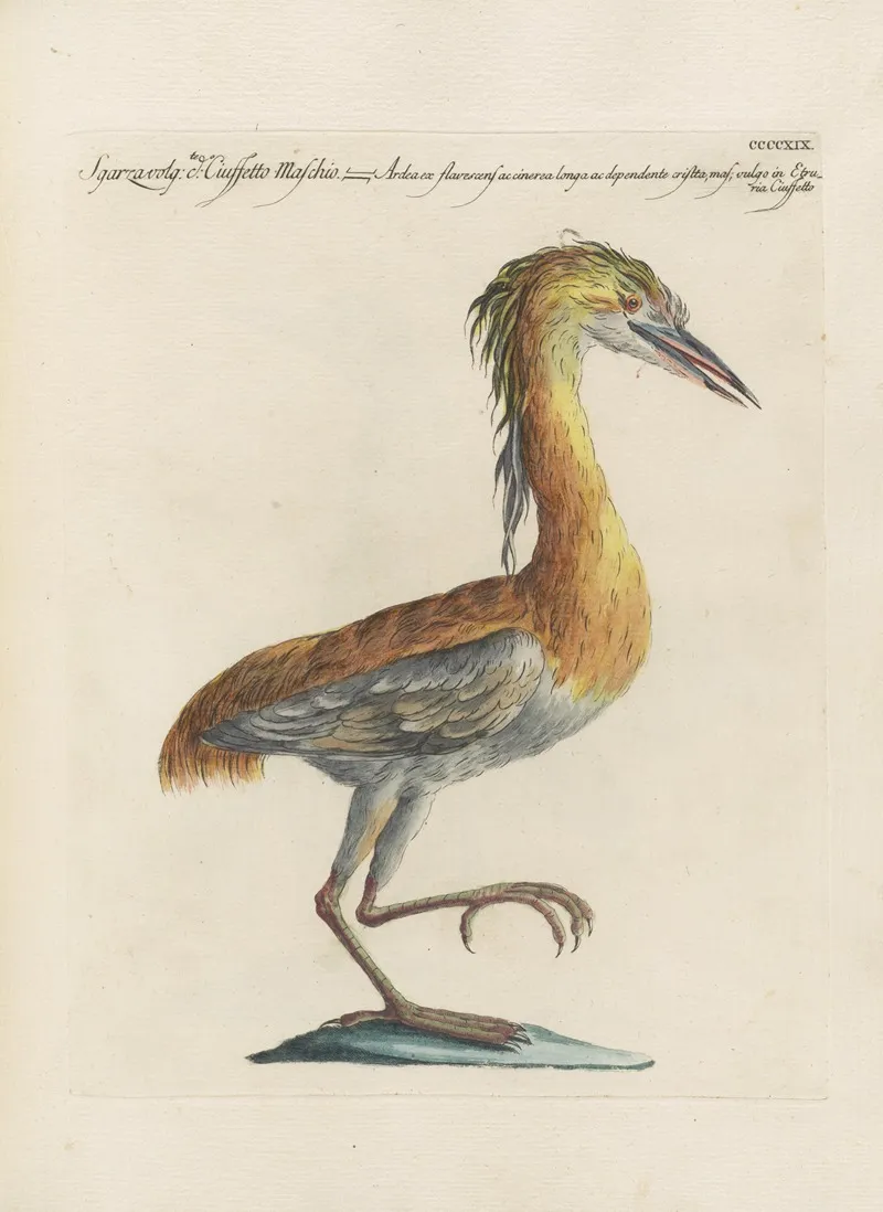 Ornithologia Methodice Digesta Pl 401 Wall Art by Saverio Manetti - High-Resolution Digital Print