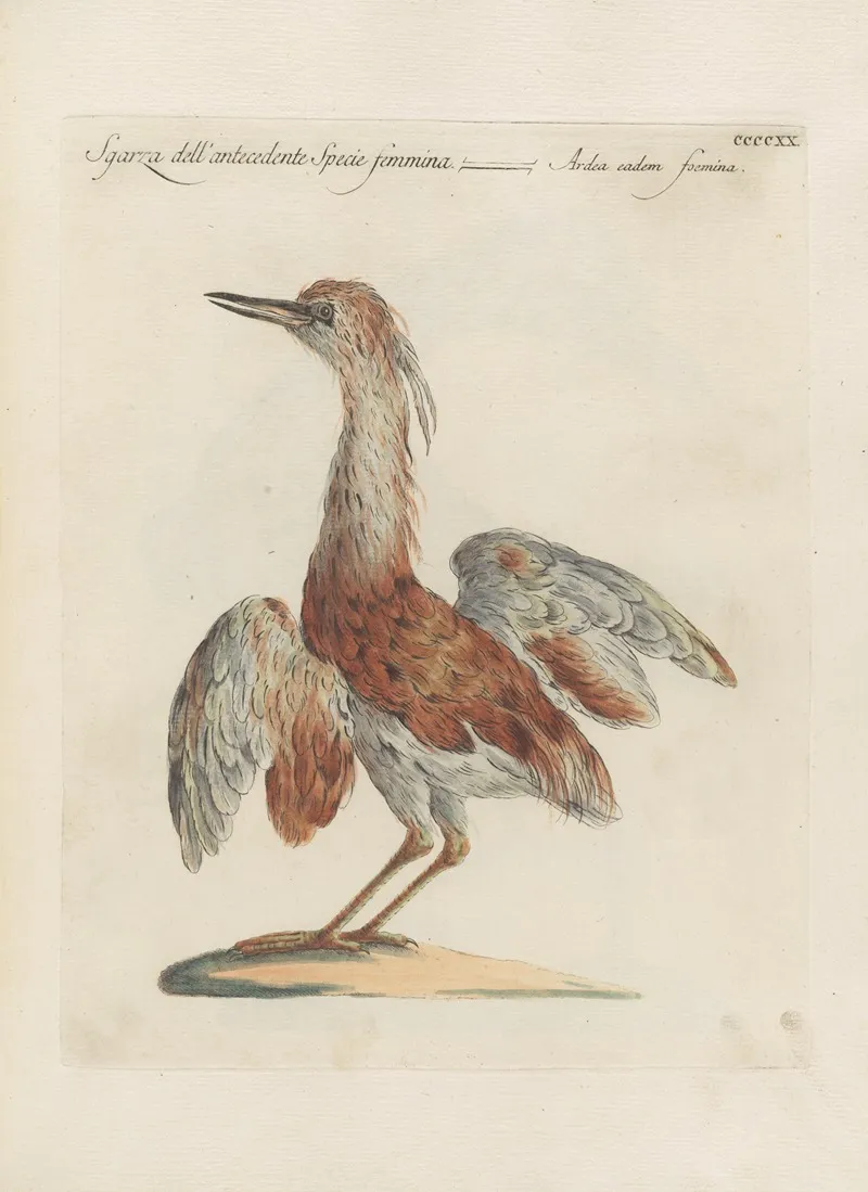 Ornithologia Methodice Digesta Pl 402 Wall Art by Saverio Manetti - High-Resolution Digital Print