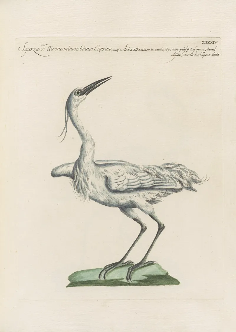 Ornithologia Methodice Digesta Pl 406 Wall Art by Saverio Manetti - High-Resolution Digital Print