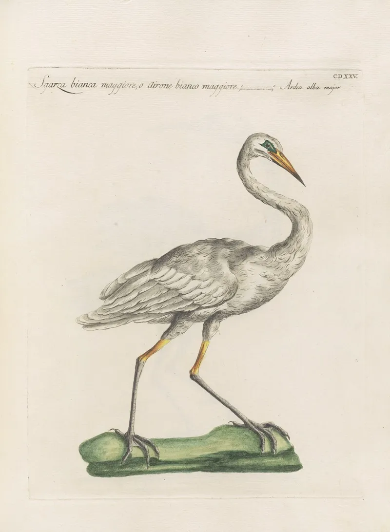 Ornithologia Methodice Digesta Pl 407 Wall Art by Saverio Manetti - High-Resolution Digital Print