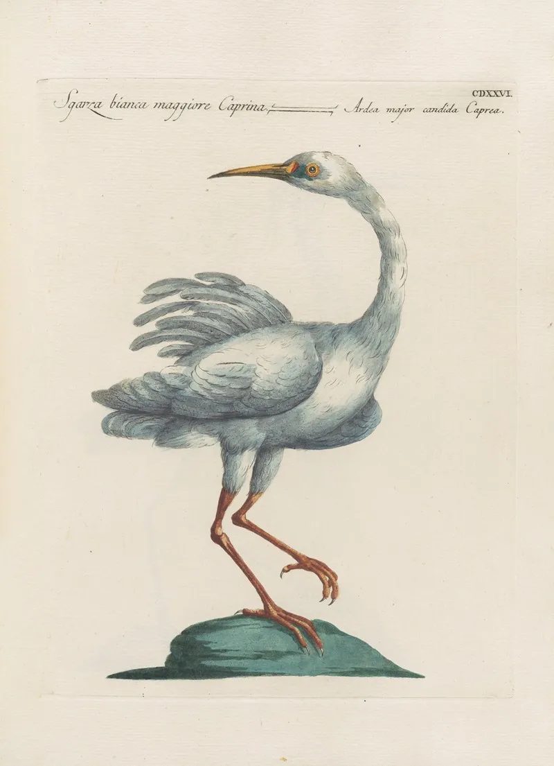Ornithologia Methodice Digesta Pl 408 Wall Art by Saverio Manetti - High-Resolution Digital Print