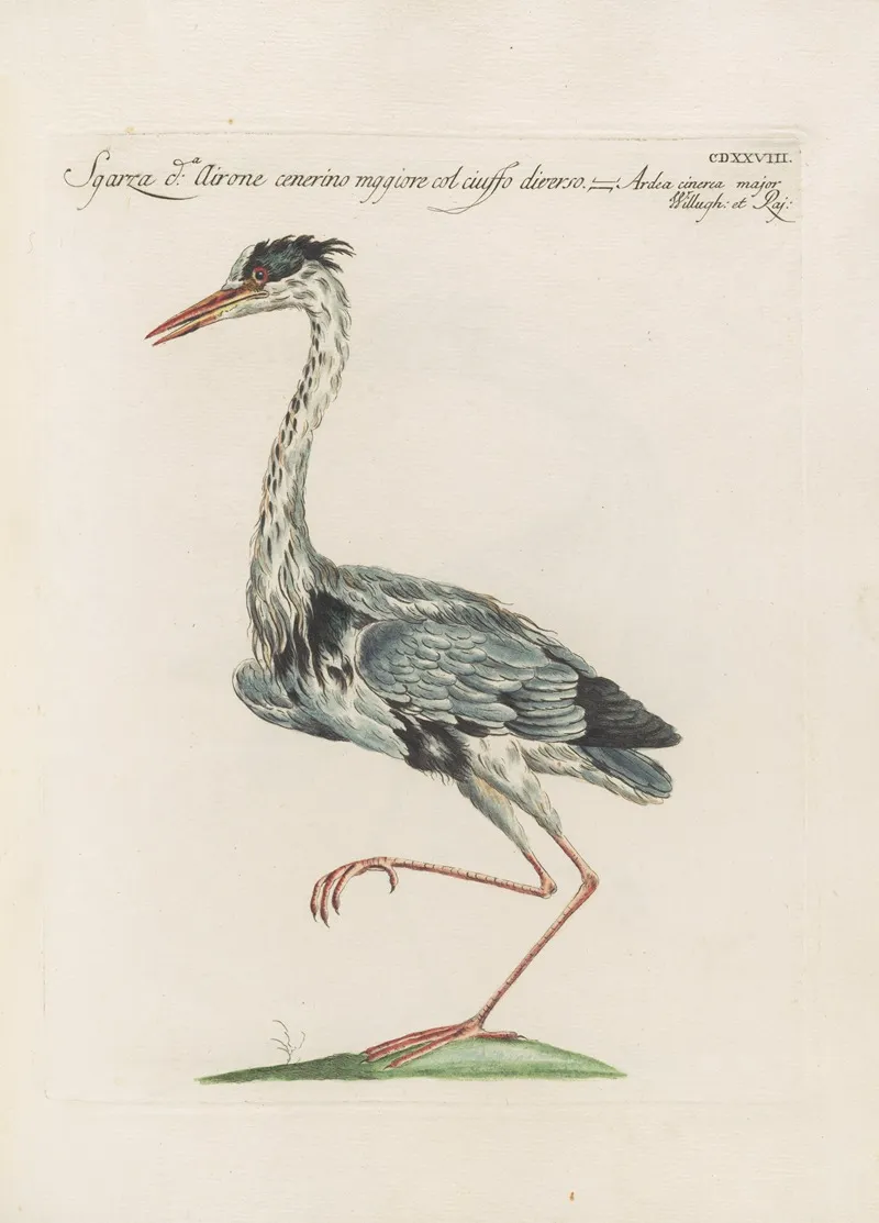 Ornithologia Methodice Digesta Pl 410 Wall Art by Saverio Manetti - High-Resolution Digital Print