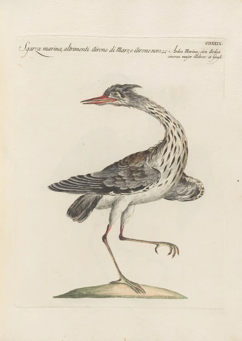 Ornithologia Methodice Digesta Pl 411 Wall Art by Saverio Manetti - High-Resolution Digital Print