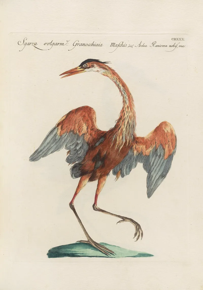 Ornithologia Methodice Digesta Pl 412 Wall Art by Saverio Manetti - High-Resolution Digital Print