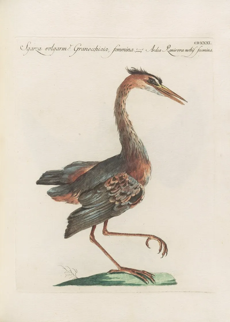 Ornithologia Methodice Digesta Pl 413 Wall Art by Saverio Manetti - High-Resolution Digital Print
