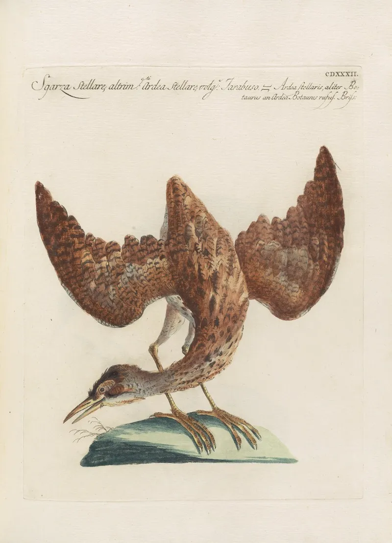Ornithologia Methodice Digesta Pl 414 Wall Art by Saverio Manetti - High-Resolution Digital Print