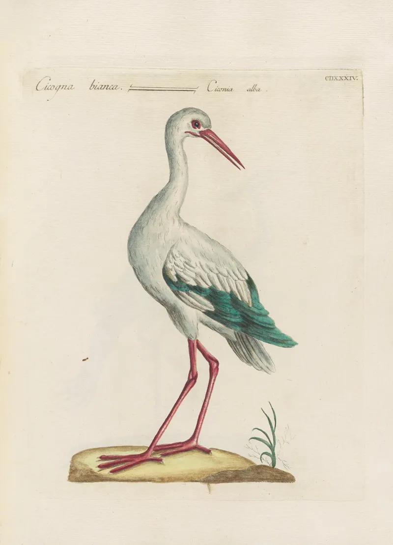 Ornithologia Methodice Digesta Pl 416 Wall Art by Saverio Manetti - High-Resolution Digital Print