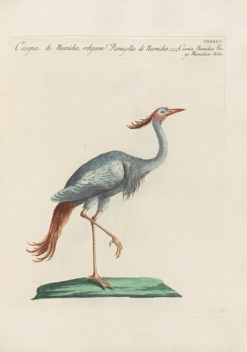 Ornithologia Methodice Digesta Pl 417 Wall Art by Saverio Manetti - High-Resolution Digital Print