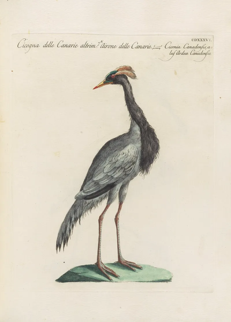 Ornithologia Methodice Digesta Pl 418 Wall Art by Saverio Manetti - High-Resolution Digital Print