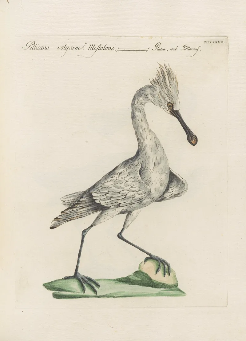 Ornithologia Methodice Digesta Pl 419 Wall Art by Saverio Manetti - High-Resolution Digital Print