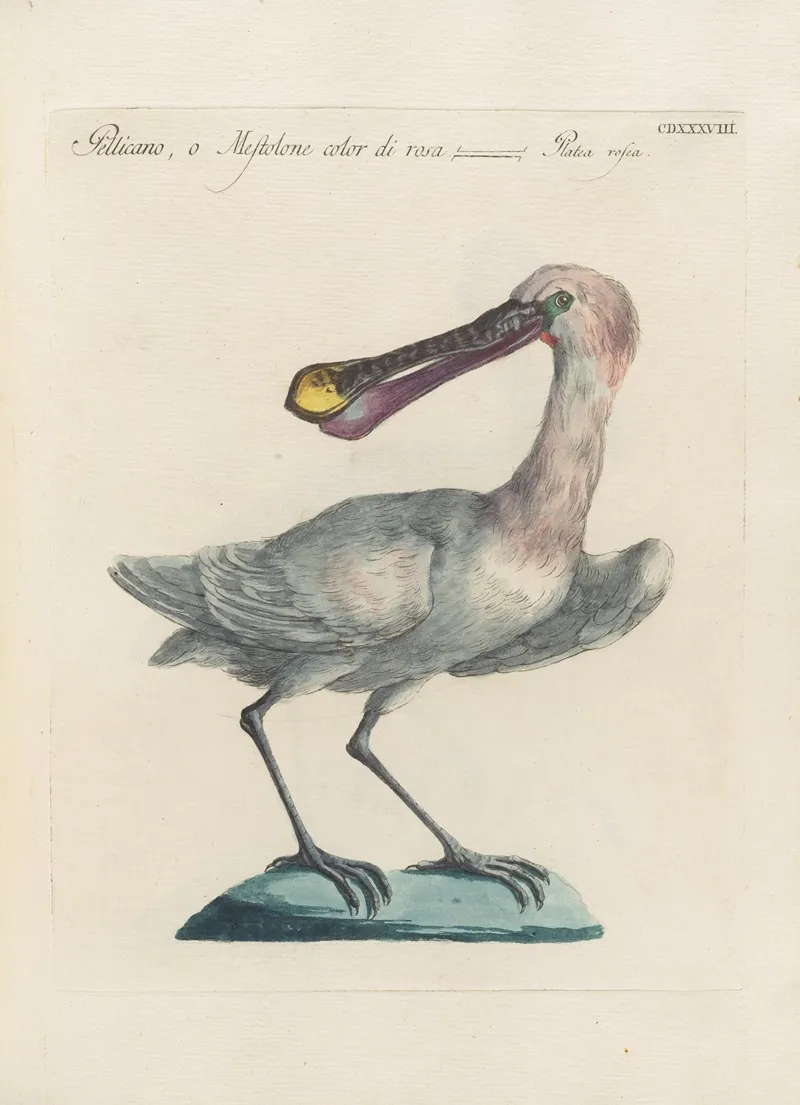 Ornithologia Methodice Digesta Pl 420 Wall Art by Saverio Manetti - High-Resolution Digital Print