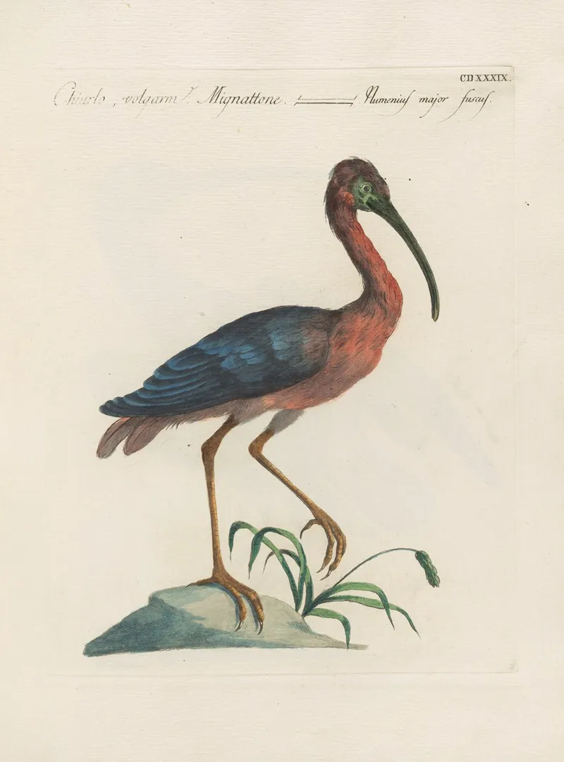 Ornithologia Methodice Digesta Pl 421 Wall Art by Saverio Manetti - High-Resolution Digital Print
