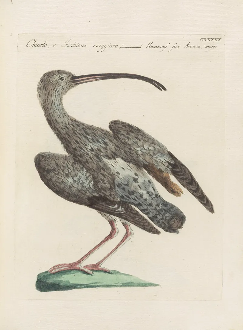Ornithologia Methodice Digesta Pl 422 Wall Art by Saverio Manetti - High-Resolution Digital Print