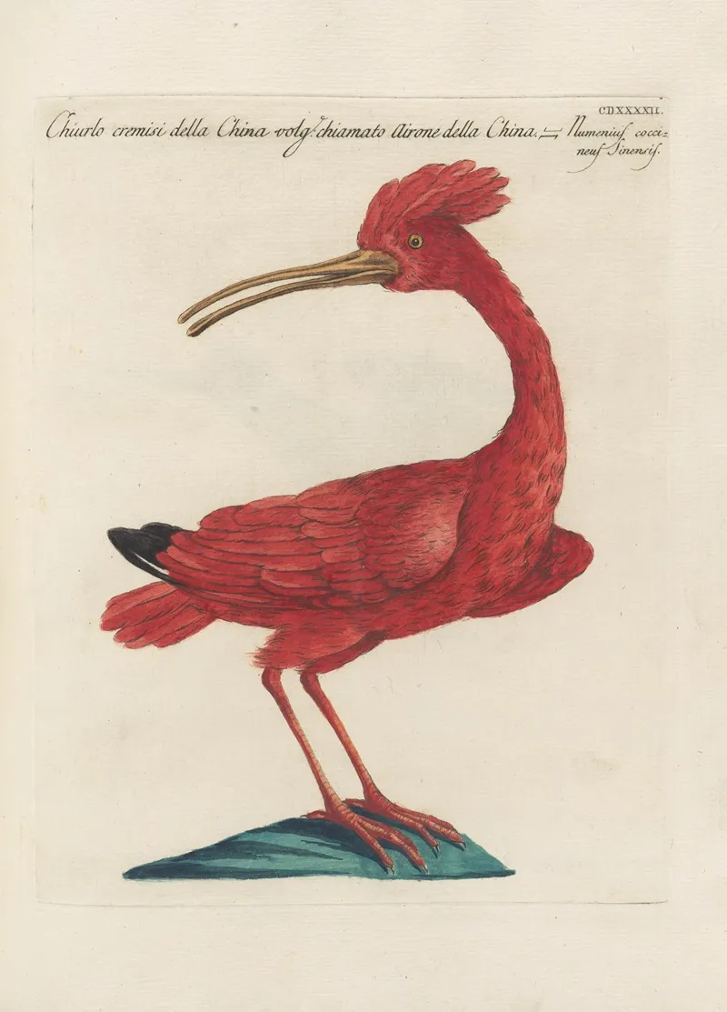 Ornithologia Methodice Digesta Pl 424 Wall Art by Saverio Manetti - High-Resolution Digital Print