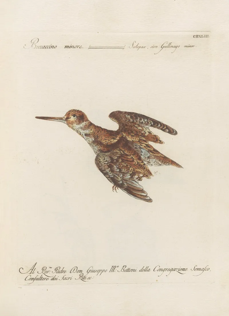 Ornithologia Methodice Digesta Pl 425 Wall Art by Saverio Manetti - High-Resolution Digital Print
