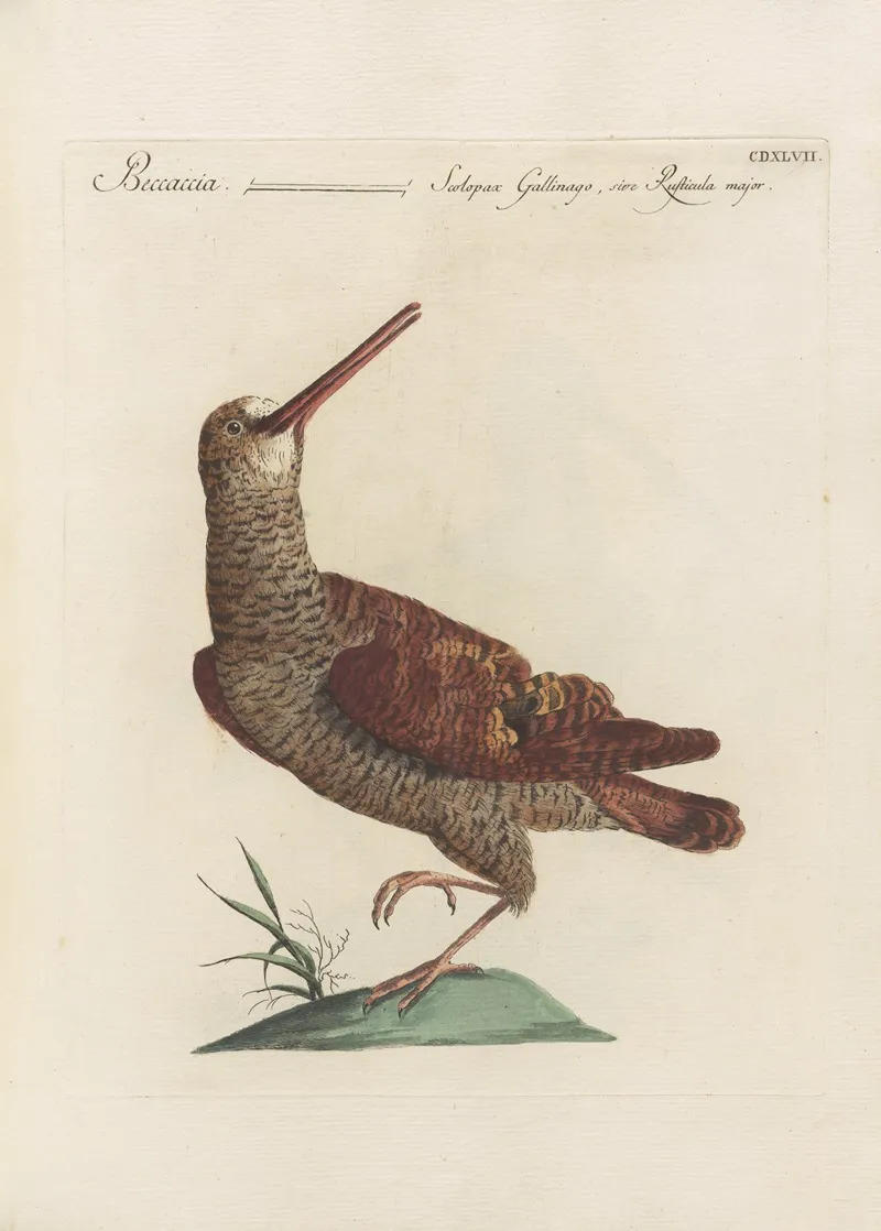 Ornithologia Methodice Digesta Pl 429 Wall Art by Saverio Manetti - High-Resolution Digital Print