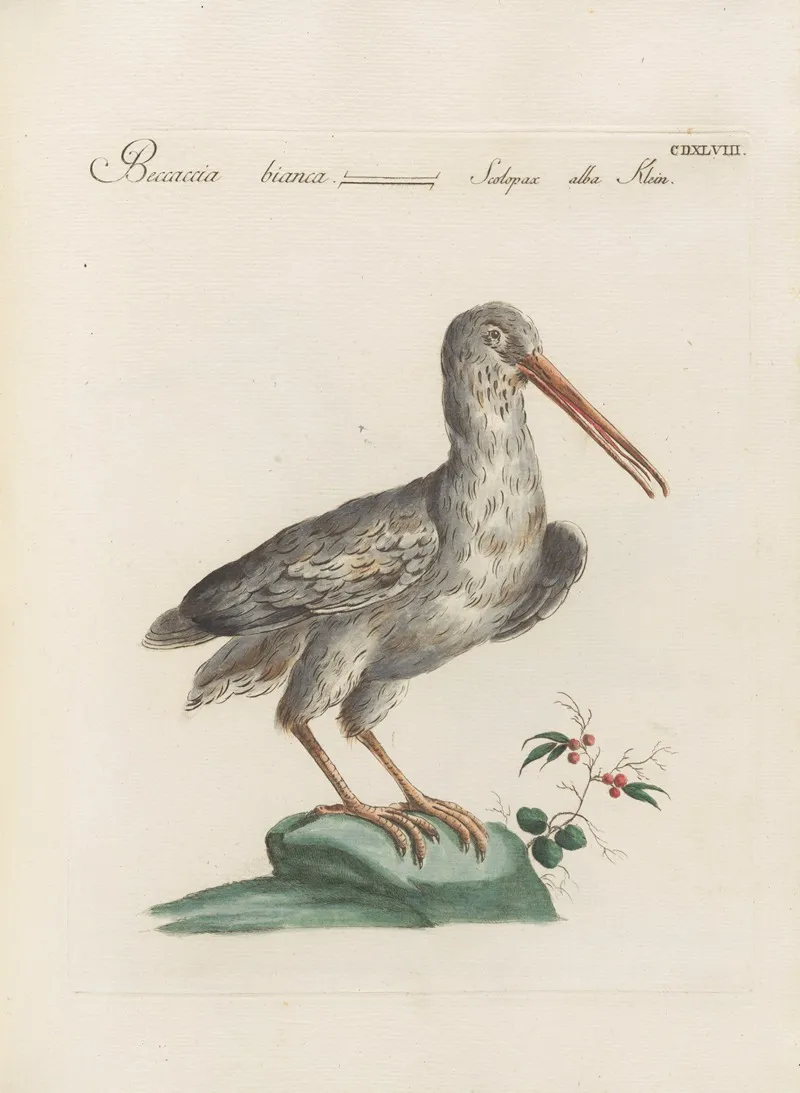 Ornithologia Methodice Digesta Pl 430 Wall Art by Saverio Manetti - High-Resolution Digital Print