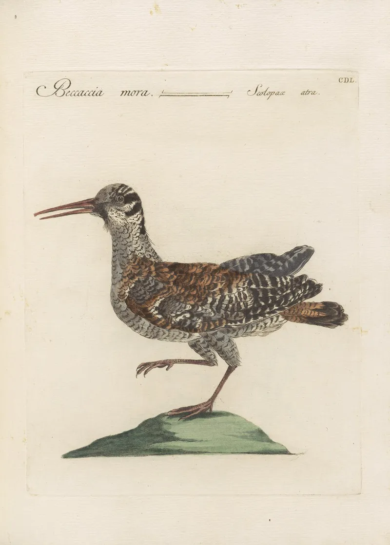 Ornithologia Methodice Digesta Pl 432 Wall Art by Saverio Manetti - High-Resolution Digital Print