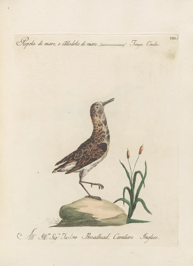 Ornithologia Methodice Digesta Pl 433 Wall Art by Saverio Manetti - High-Resolution Digital Print