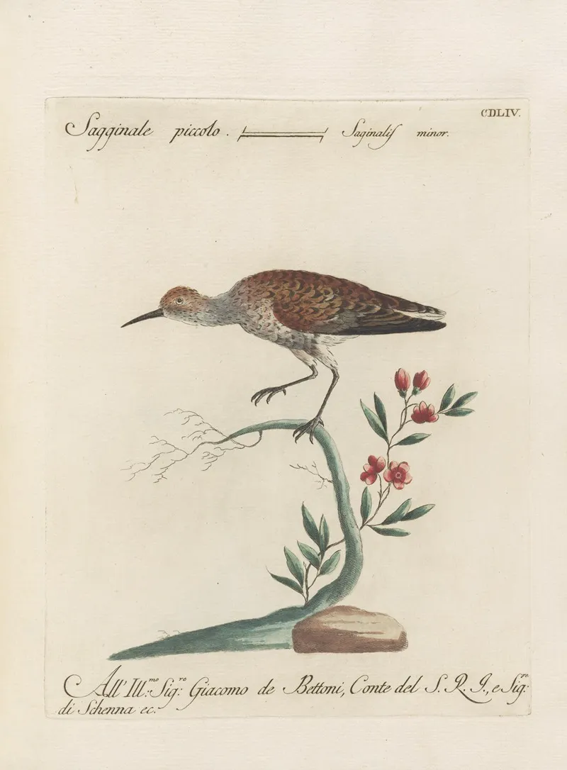 Ornithologia Methodice Digesta Pl 436 Wall Art by Saverio Manetti - High-Resolution Digital Print