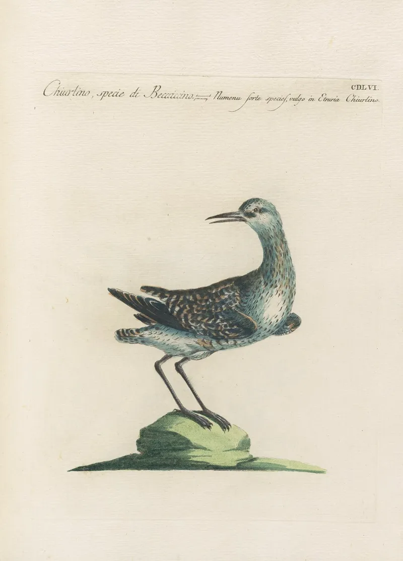 Ornithologia Methodice Digesta Pl 438 Wall Art by Saverio Manetti - High-Resolution Digital Print