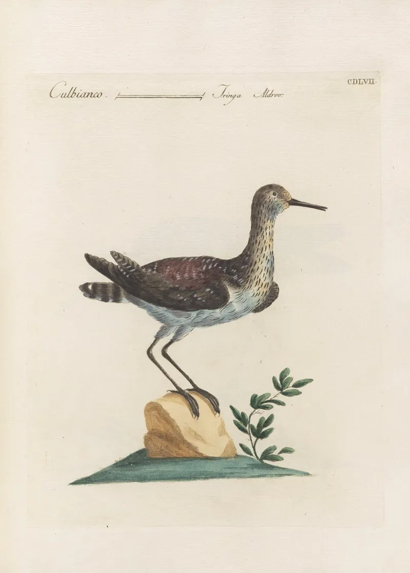 Ornithologia Methodice Digesta Pl 439 Wall Art by Saverio Manetti - High-Resolution Digital Print