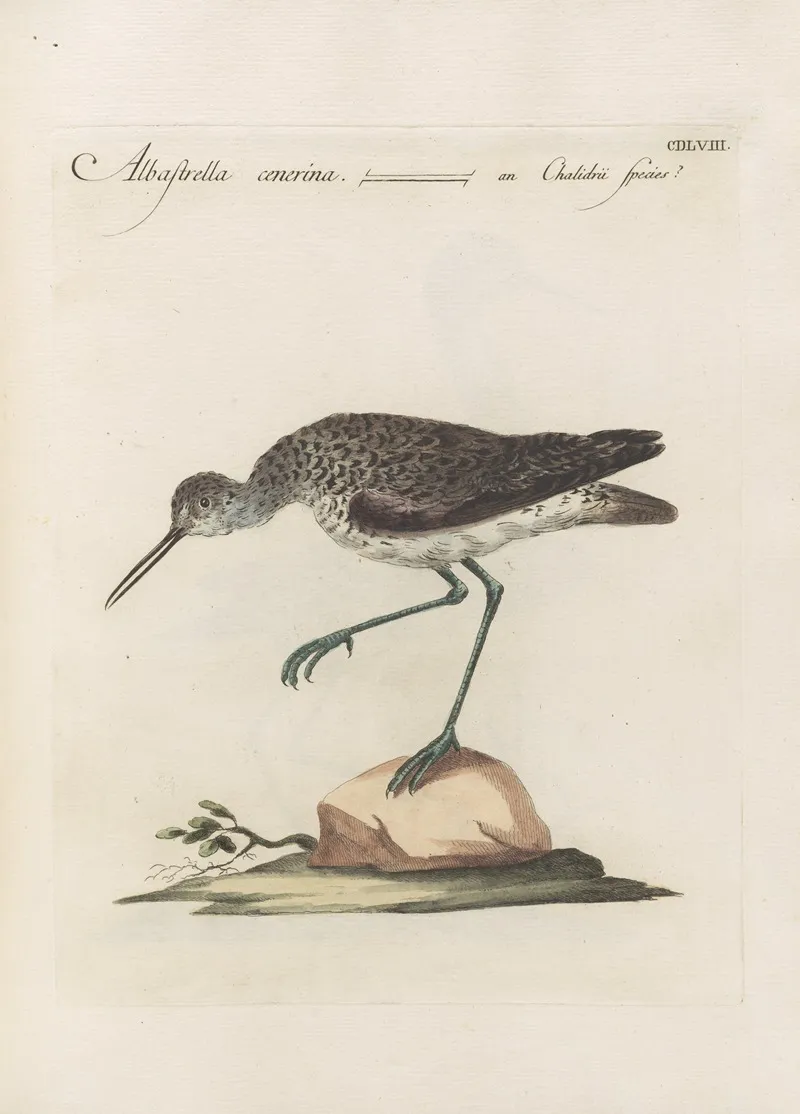 Ornithologia Methodice Digesta Pl 440 Wall Art by Saverio Manetti - High-Resolution Digital Print