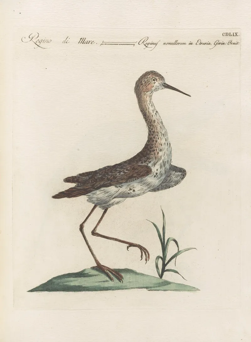 Ornithologia Methodice Digesta Pl 441 Wall Art by Saverio Manetti - High-Resolution Digital Print