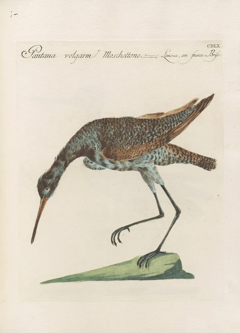 Ornithologia Methodice Digesta Pl 442 Wall Art by Saverio Manetti - High-Resolution Digital Print