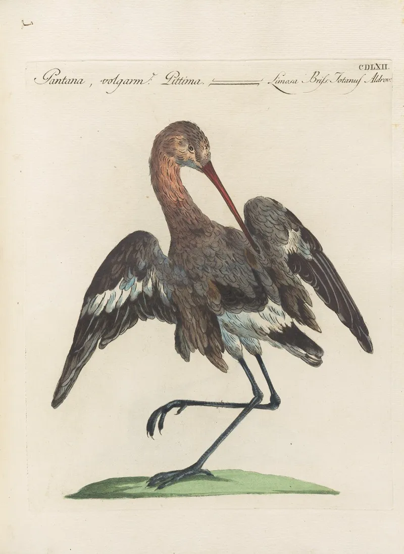 Ornithologia Methodice Digesta Pl 444 Wall Art by Saverio Manetti - High-Resolution Digital Print
