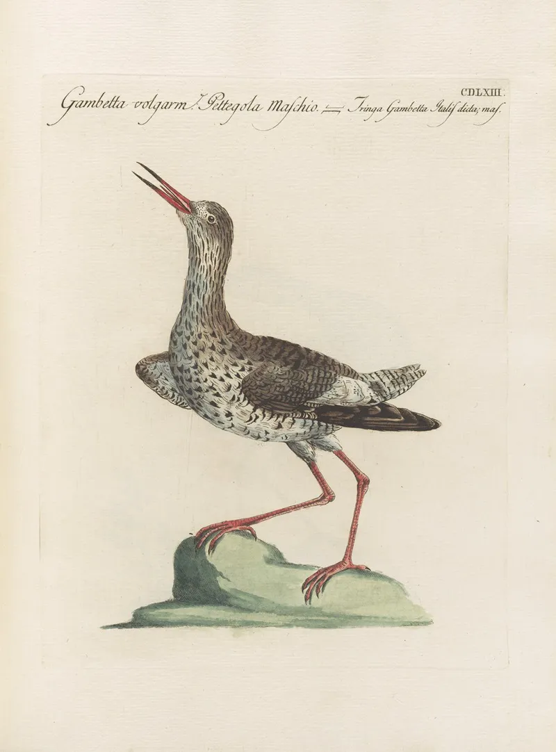 Ornithologia Methodice Digesta Pl 445 Wall Art by Saverio Manetti - High-Resolution Digital Print