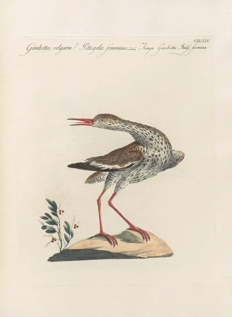 Ornithologia Methodice Digesta Pl 446 Wall Art by Saverio Manetti - High-Resolution Digital Print