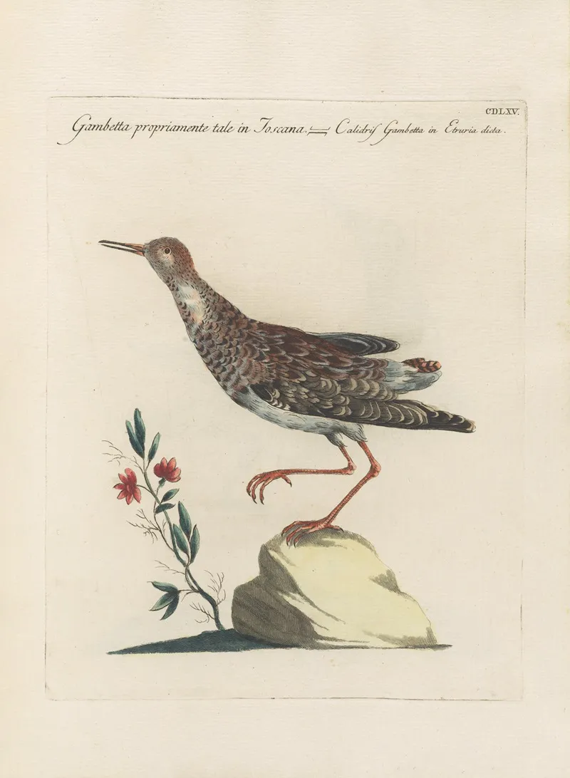 Ornithologia Methodice Digesta Pl 447 Wall Art by Saverio Manetti - High-Resolution Digital Print