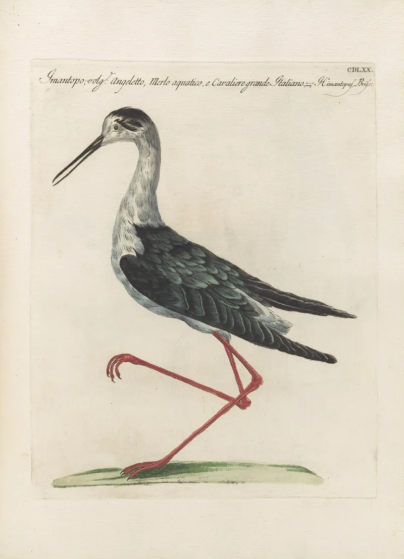 Ornithologia Methodice Digesta Pl 452 Wall Art by Saverio Manetti - High-Resolution Digital Print