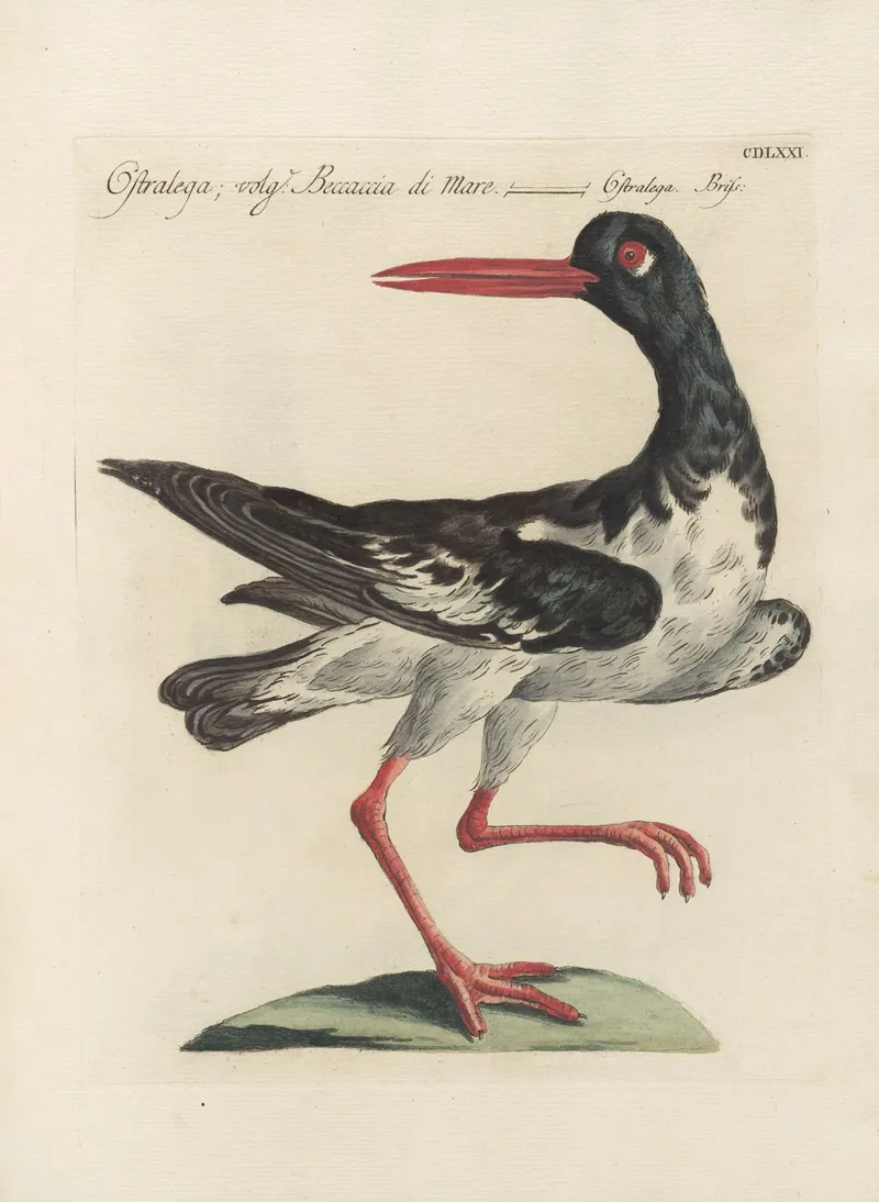 Ornithologia Methodice Digesta Pl 453 Wall Art by Saverio Manetti - High-Resolution Digital Print