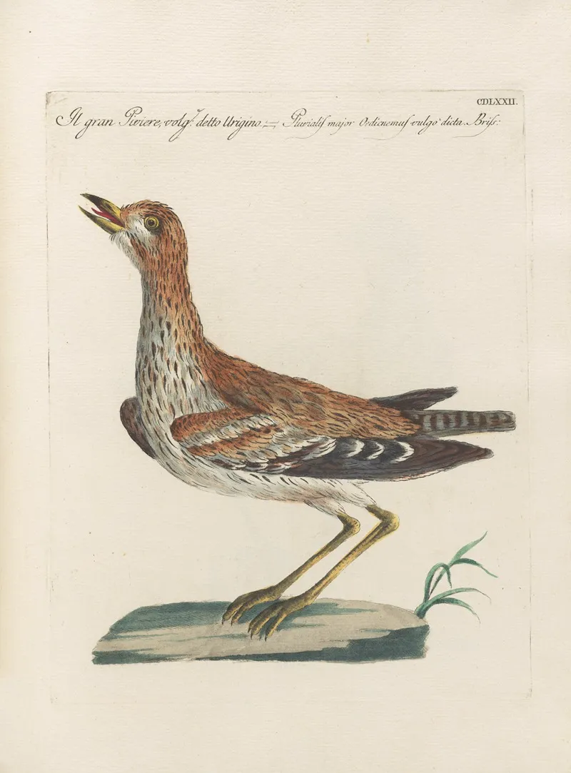 Ornithologia Methodice Digesta Pl 454 Wall Art by Saverio Manetti - High-Resolution Digital Print
