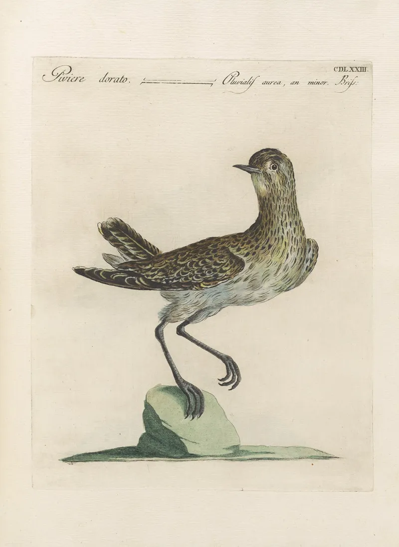 Ornithologia Methodice Digesta Pl 455 Wall Art by Saverio Manetti - High-Resolution Digital Print