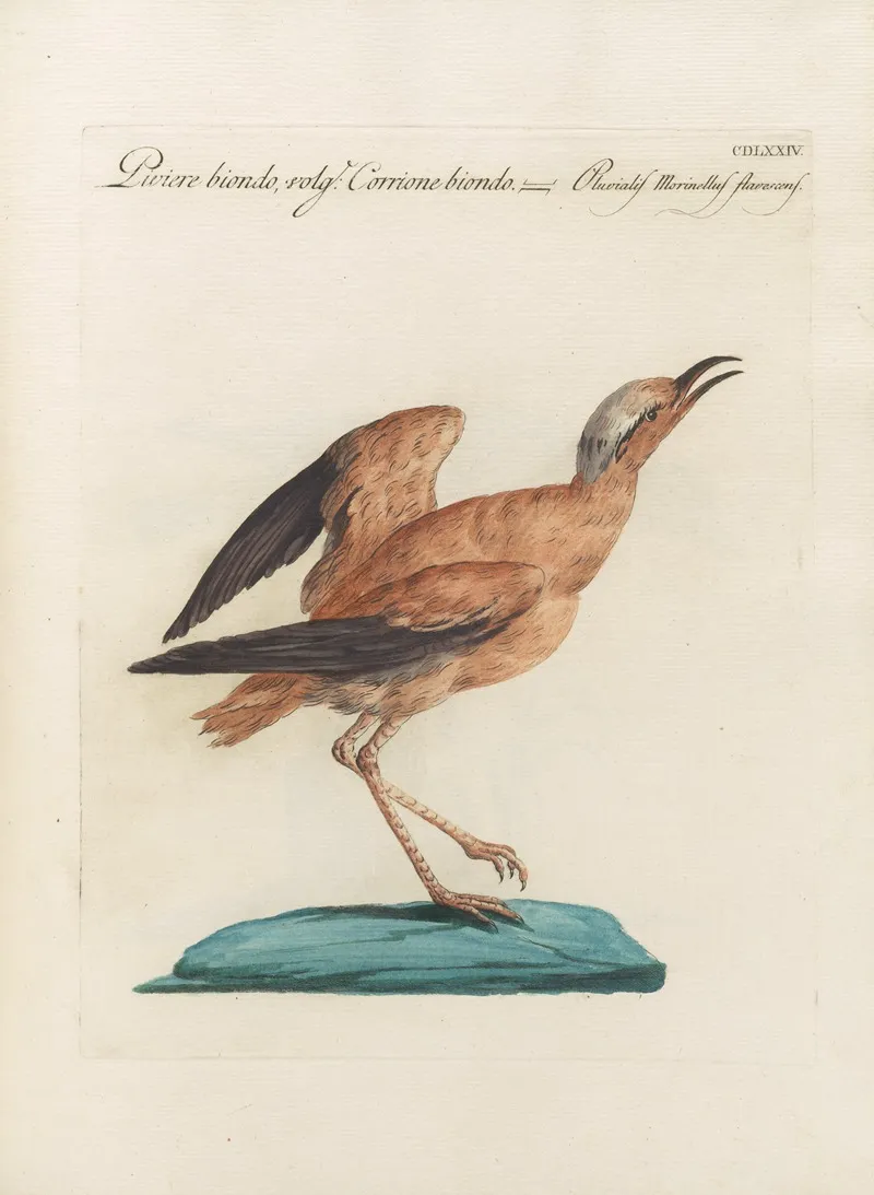 Ornithologia Methodice Digesta Pl 456 Wall Art by Saverio Manetti - High-Resolution Digital Print