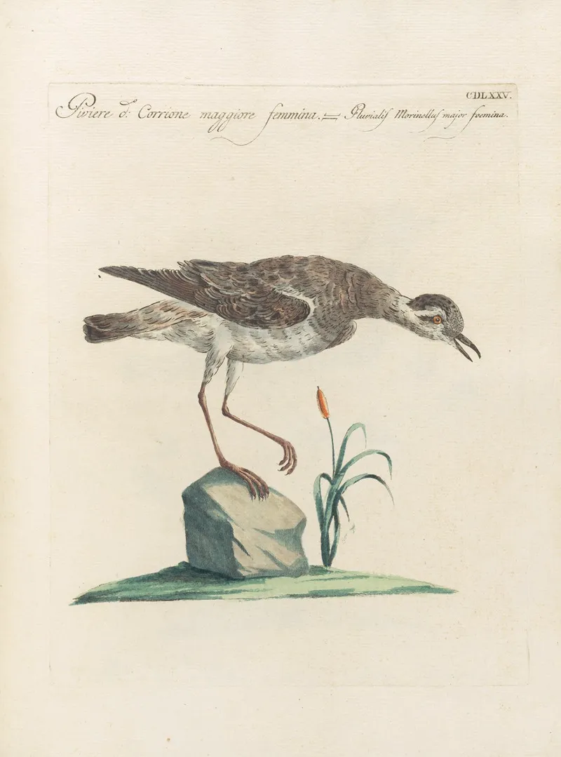 Ornithologia Methodice Digesta Pl 457 Wall Art by Saverio Manetti - High-Resolution Digital Print
