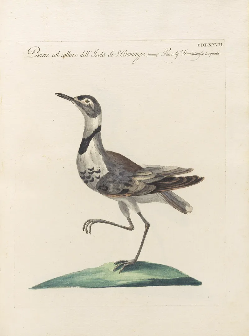 Ornithologia Methodice Digesta Pl 459 Wall Art by Saverio Manetti - High-Resolution Digital Print