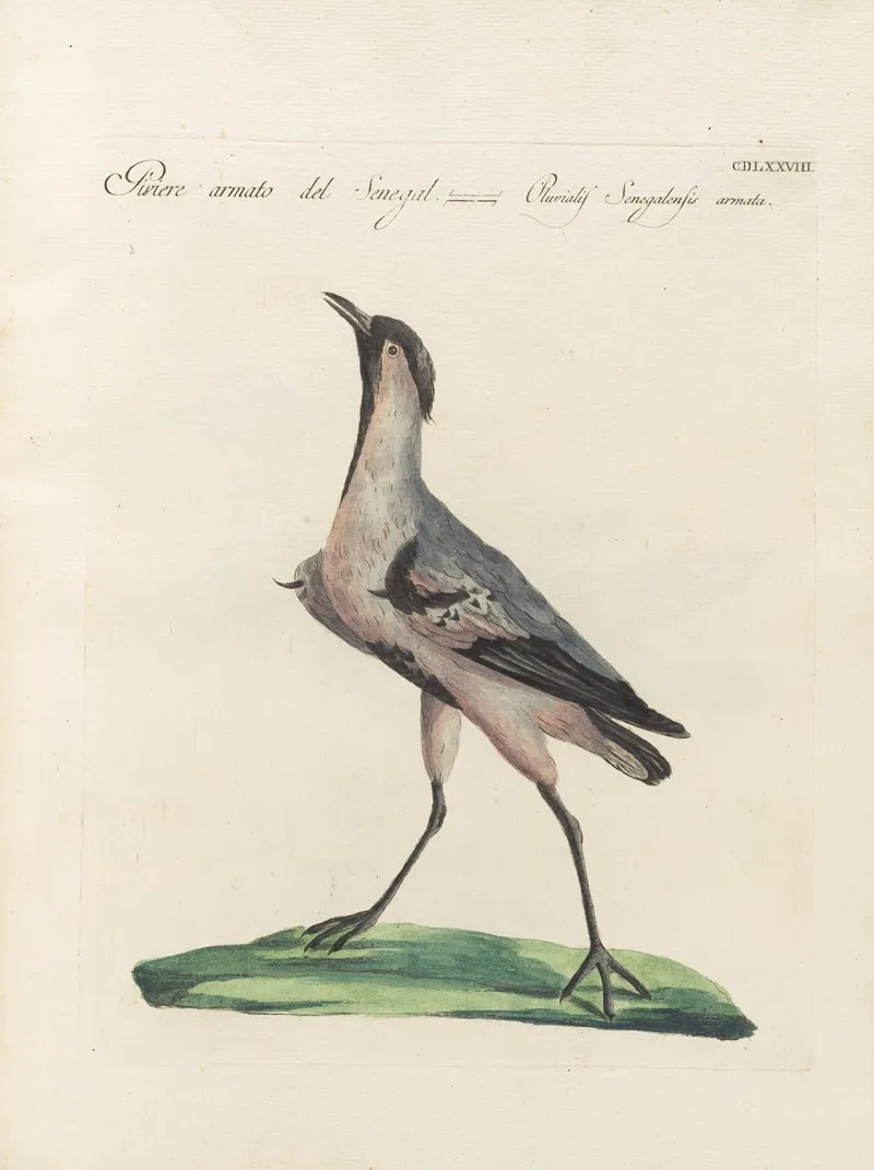 Ornithologia Methodice Digesta Pl 460 Wall Art by Saverio Manetti - High-Resolution Digital Print