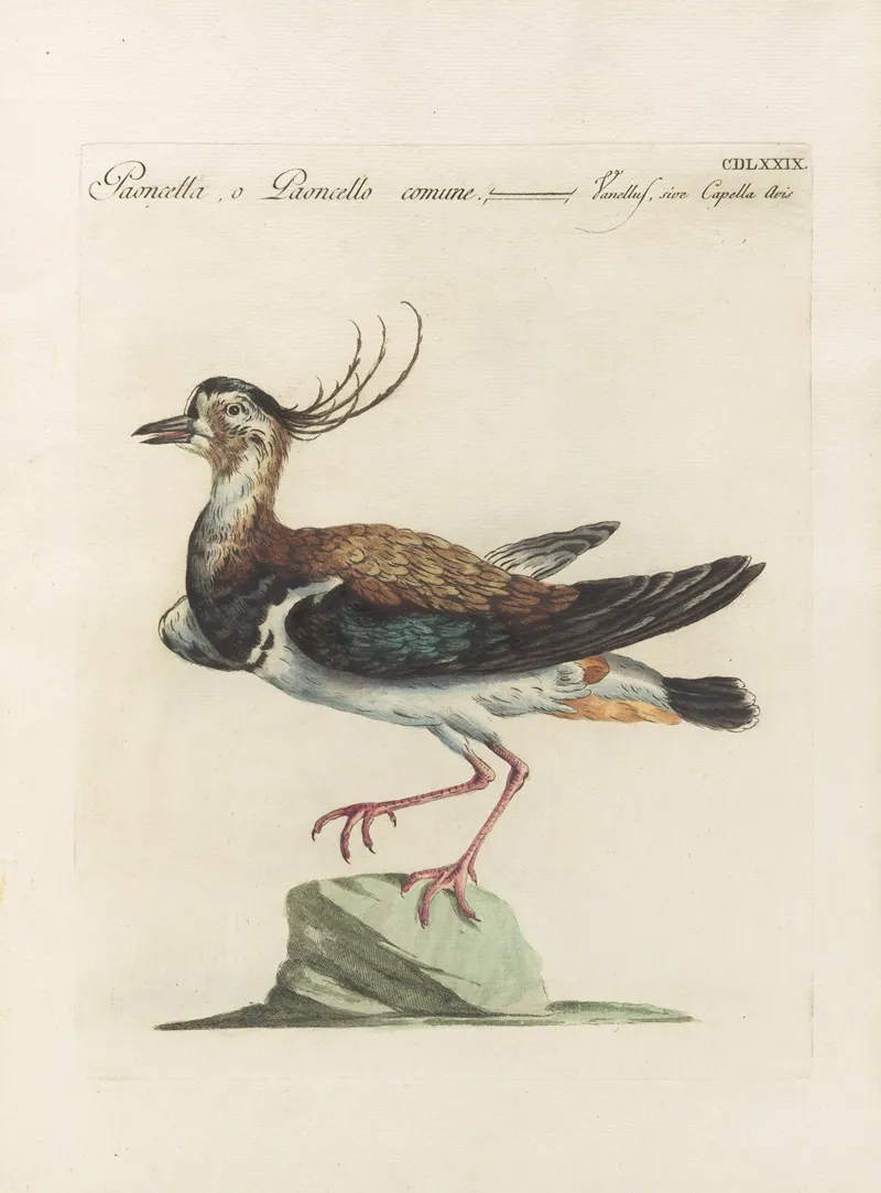 Ornithologia Methodice Digesta Pl 461 Wall Art by Saverio Manetti - High-Resolution Digital Print