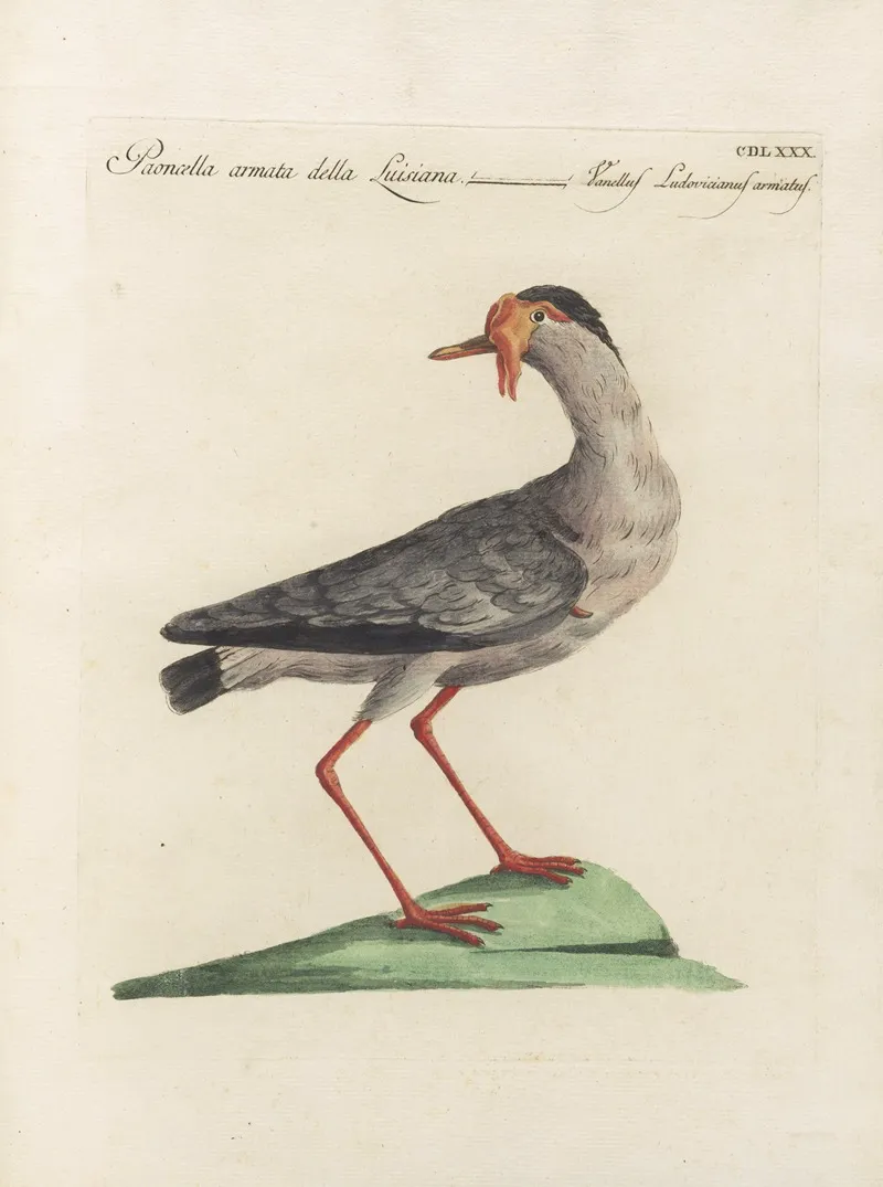 Ornithologia Methodice Digesta Pl 462 Wall Art by Saverio Manetti - High-Resolution Digital Print