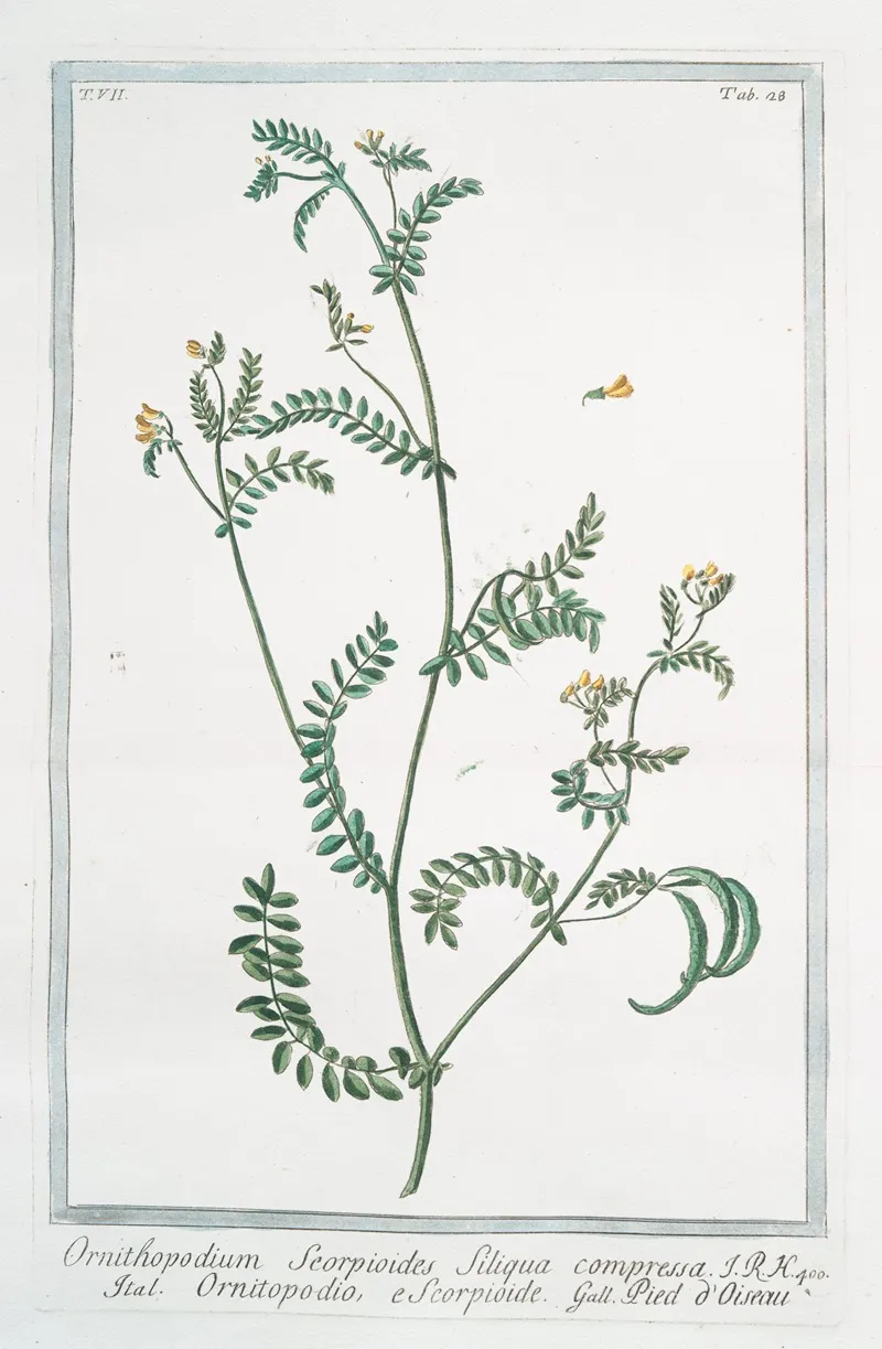Ornithopodium Scorpioides Siliqua Compressa Ornitopodio E Scorpioide Pied Doiseau Yellow Crownvetch Annual Scorpion Vetch