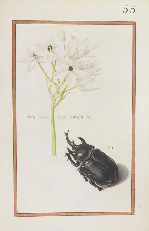 Ornitogalum Arabicum Wall Art by Daniel Rabel - High-Resolution Digital Print