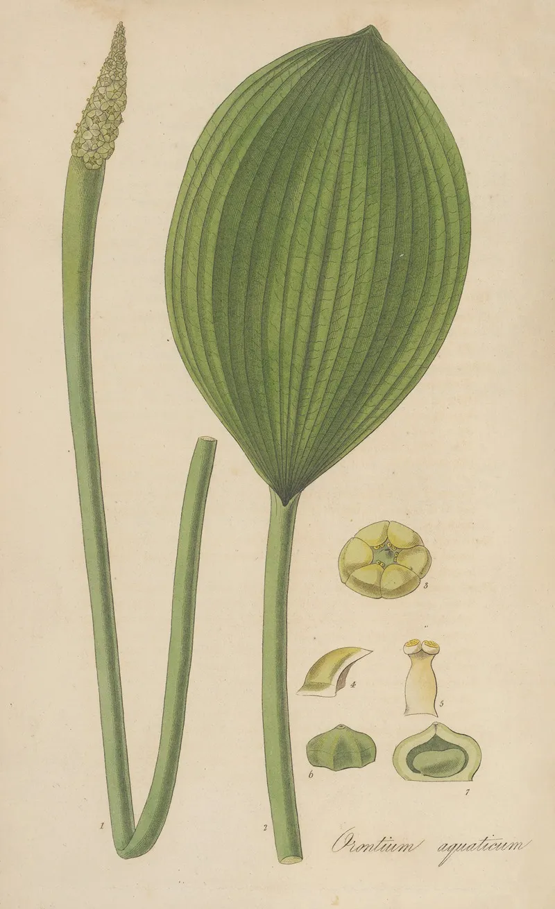 Orontium Aquaticum Wall Art by William Jackson Hooker - High-Resolution Digital Print